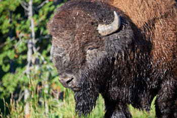 Wildlife Yellowstone<br>NIKON D4, 220 mm, 560 ISO,  1/500 sec,  f : 5.3 